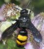 Scolia hirta hirta